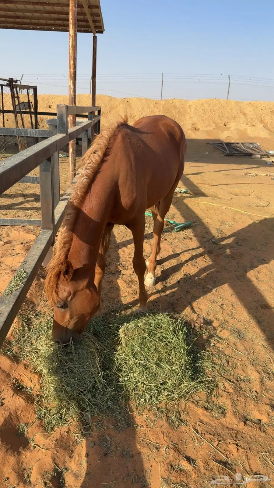 مهر شعبي العمر سنتين الموقع الداهنه الصامل يتواصل واتساب 0