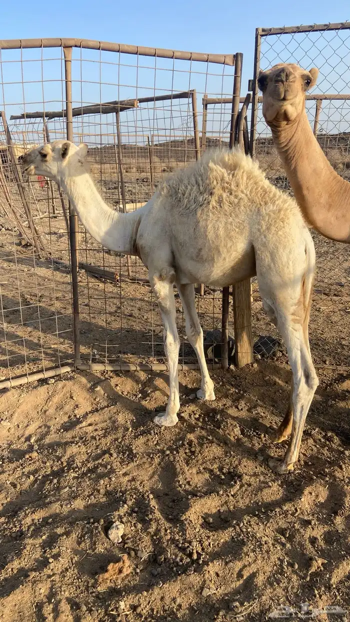قعود للبيع 1