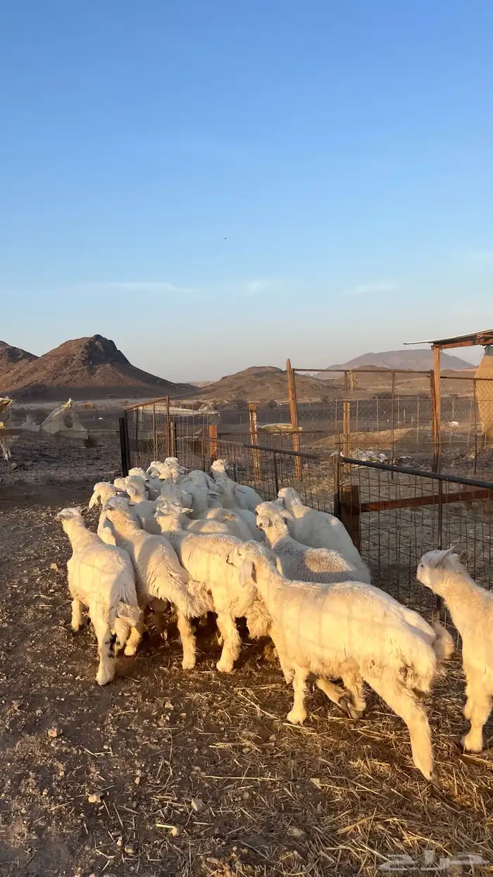طليان حري حبصي ذبايح فاخر 1