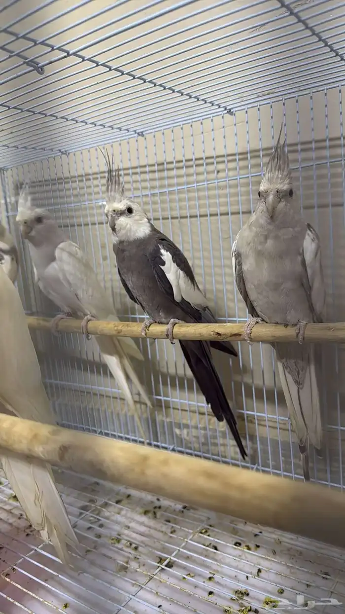 ازواج كروان منتجه 7