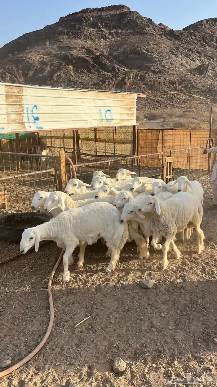طليان حري حبصي ذبايح فاخر 26