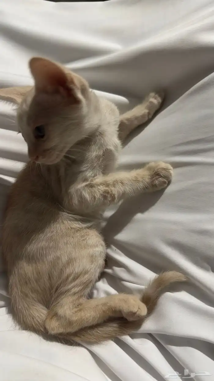 قطط بلدي للتبني 1