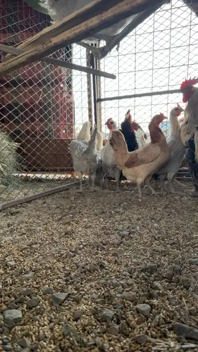 دجاج للبيع العدد 11بياض ويرجن 1