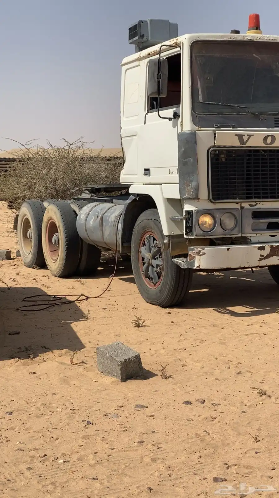 راس سقس فلفو الزاهد شاص طويل متحركات شرط علومه طيبه كلها 0