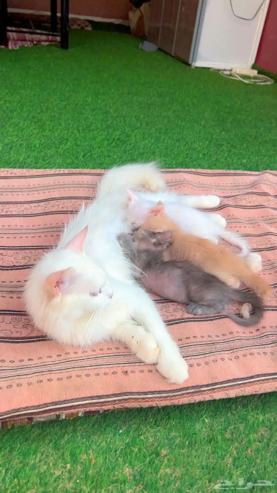 قطط أليفه كبيرة وصغيرة 2