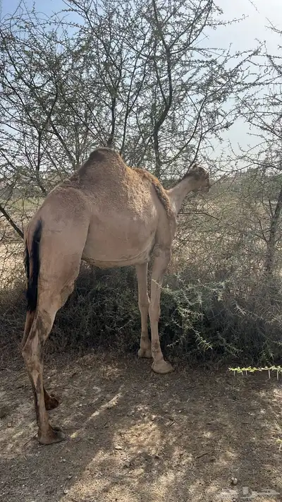 ناقه حمراء لقحه في 3 اشهر 0