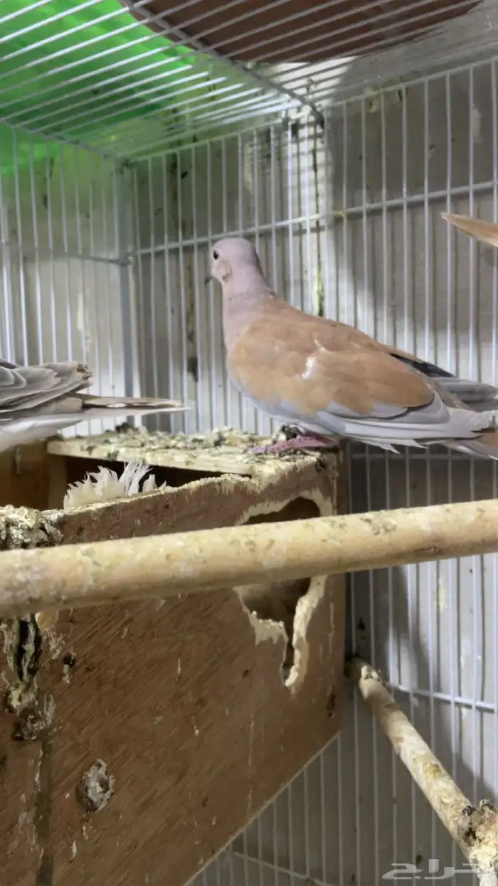 حمام ياكريم 7