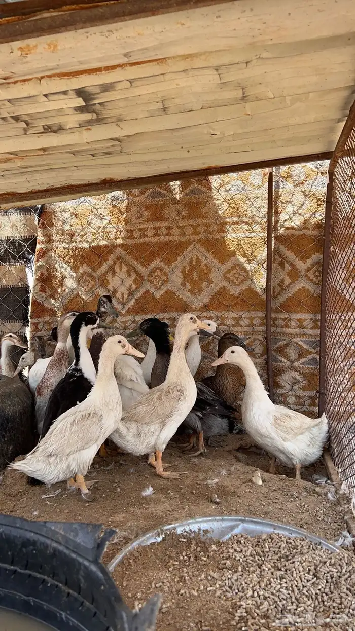 بط بياض تم البيع 3
