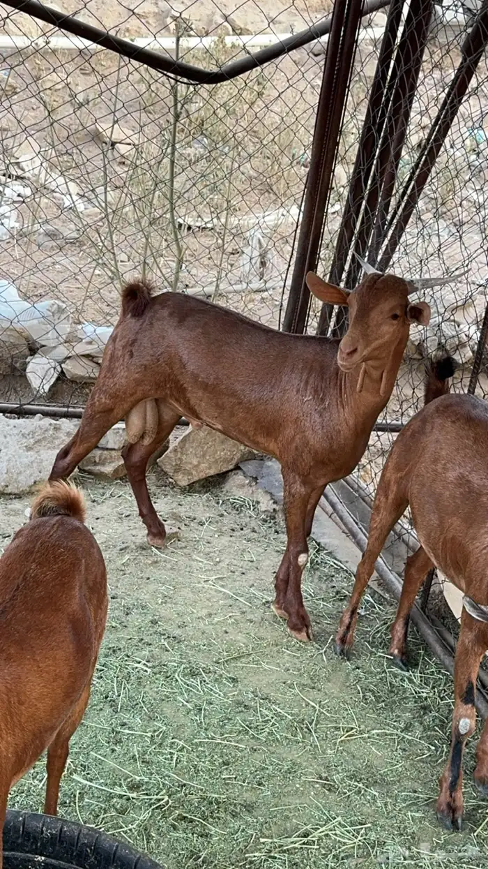 تيس وجفره 0