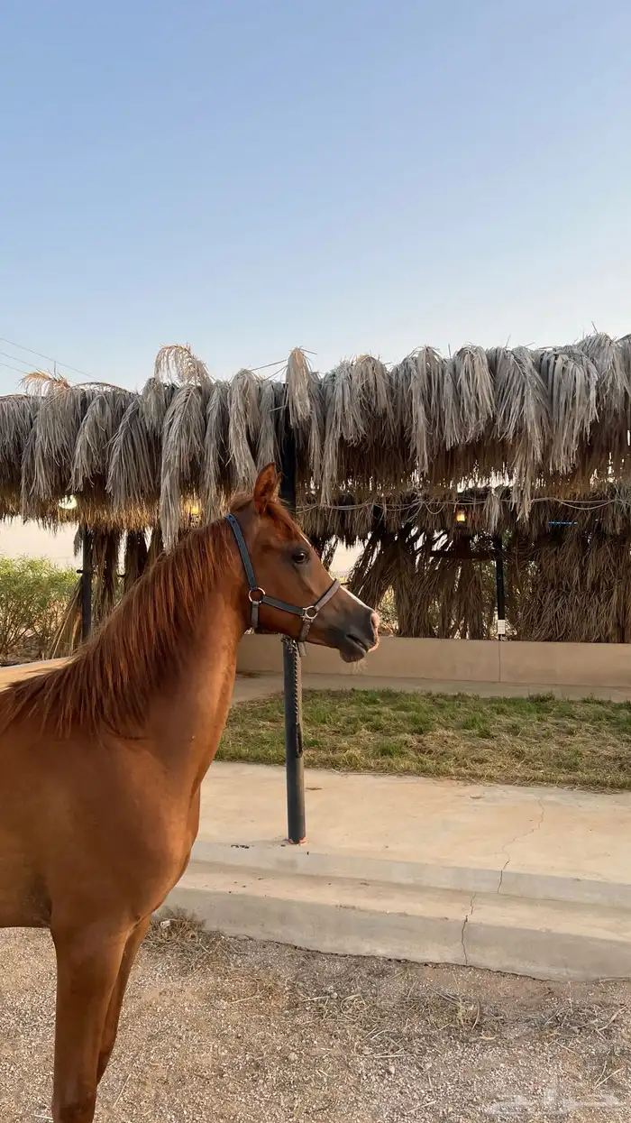 مهر واهو شيخ 2
