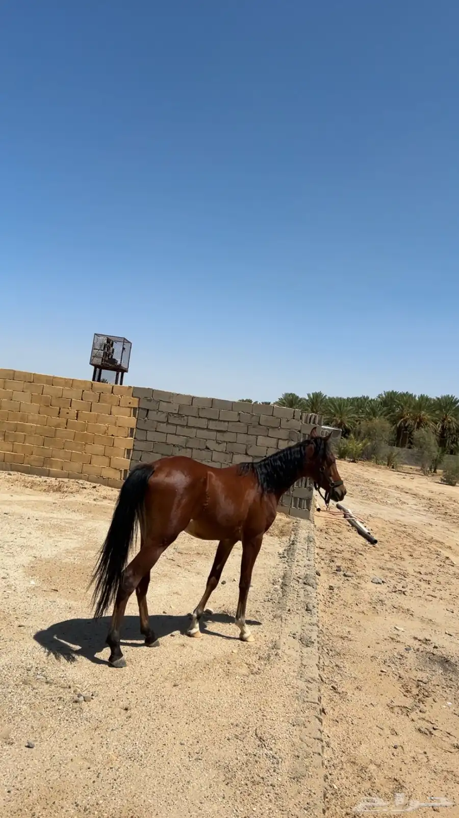 مهر للبيع العمر سنه وتسعه شهور 3