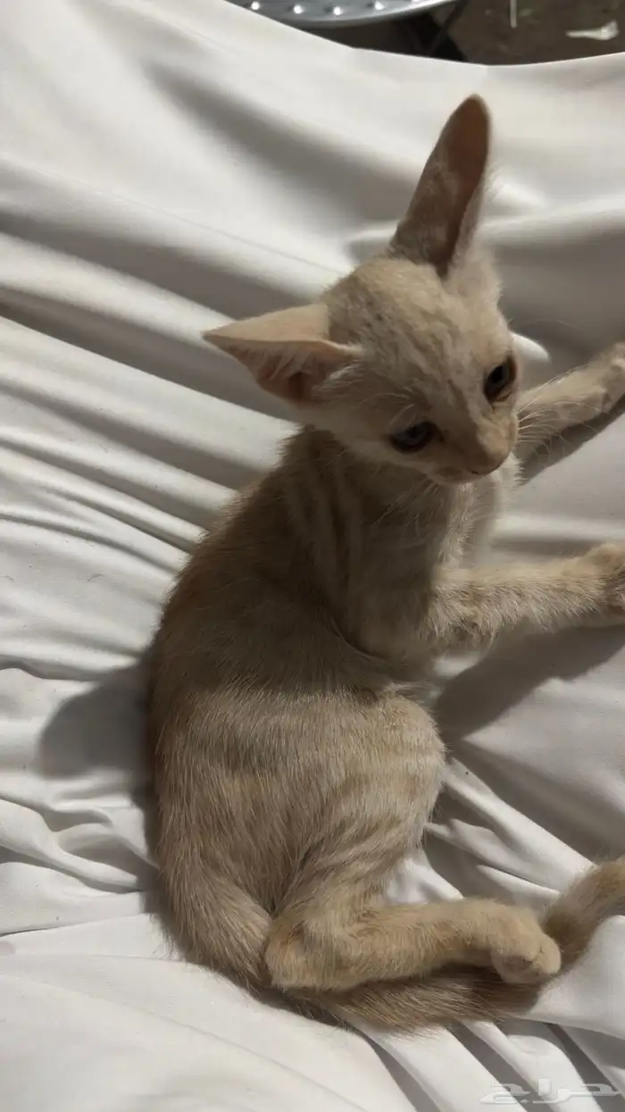 قطط بلدي للتبني 0