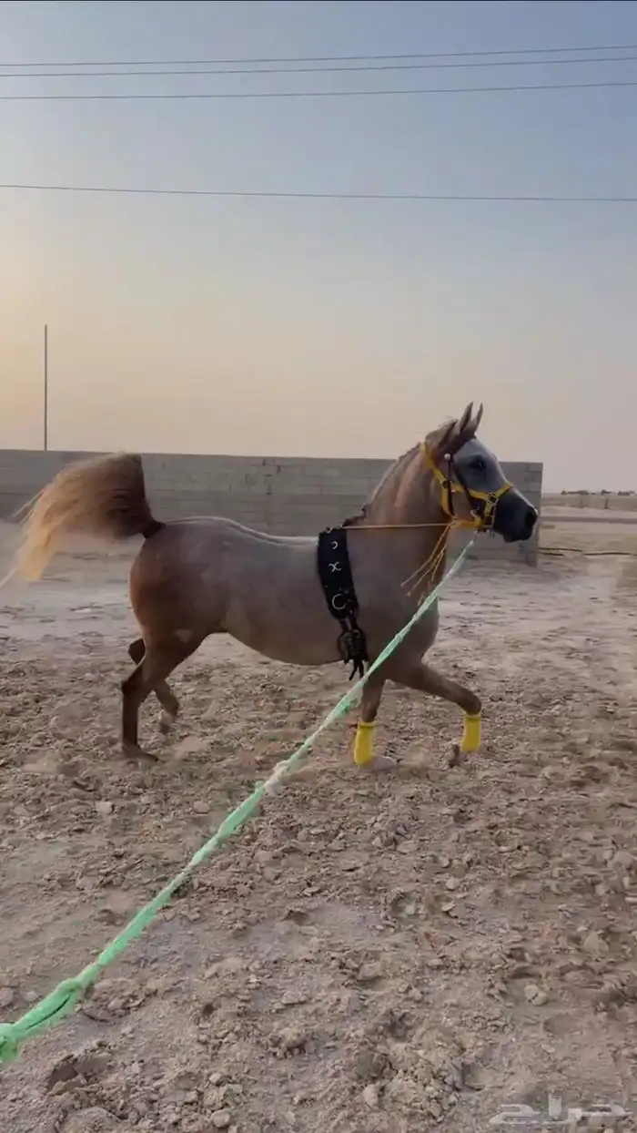 عسافه خيل 0