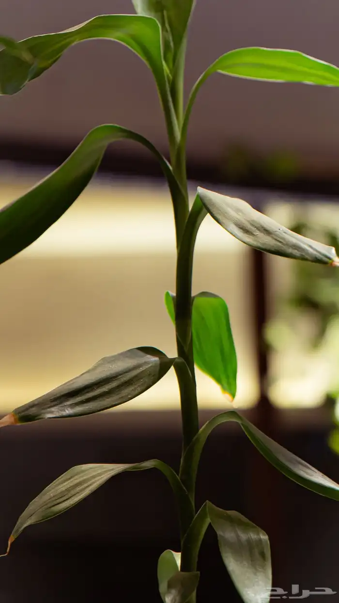 مصور مشاريع صغيره 2