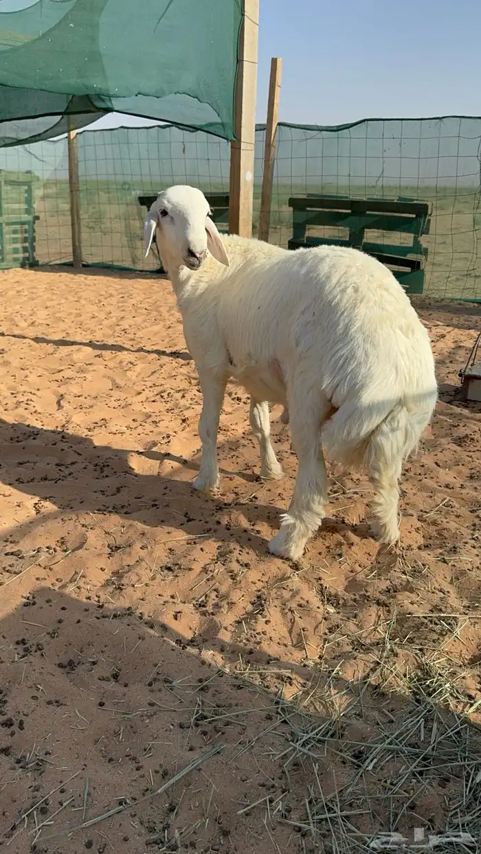 ذبايح برية مع خدمة التوصيل 2