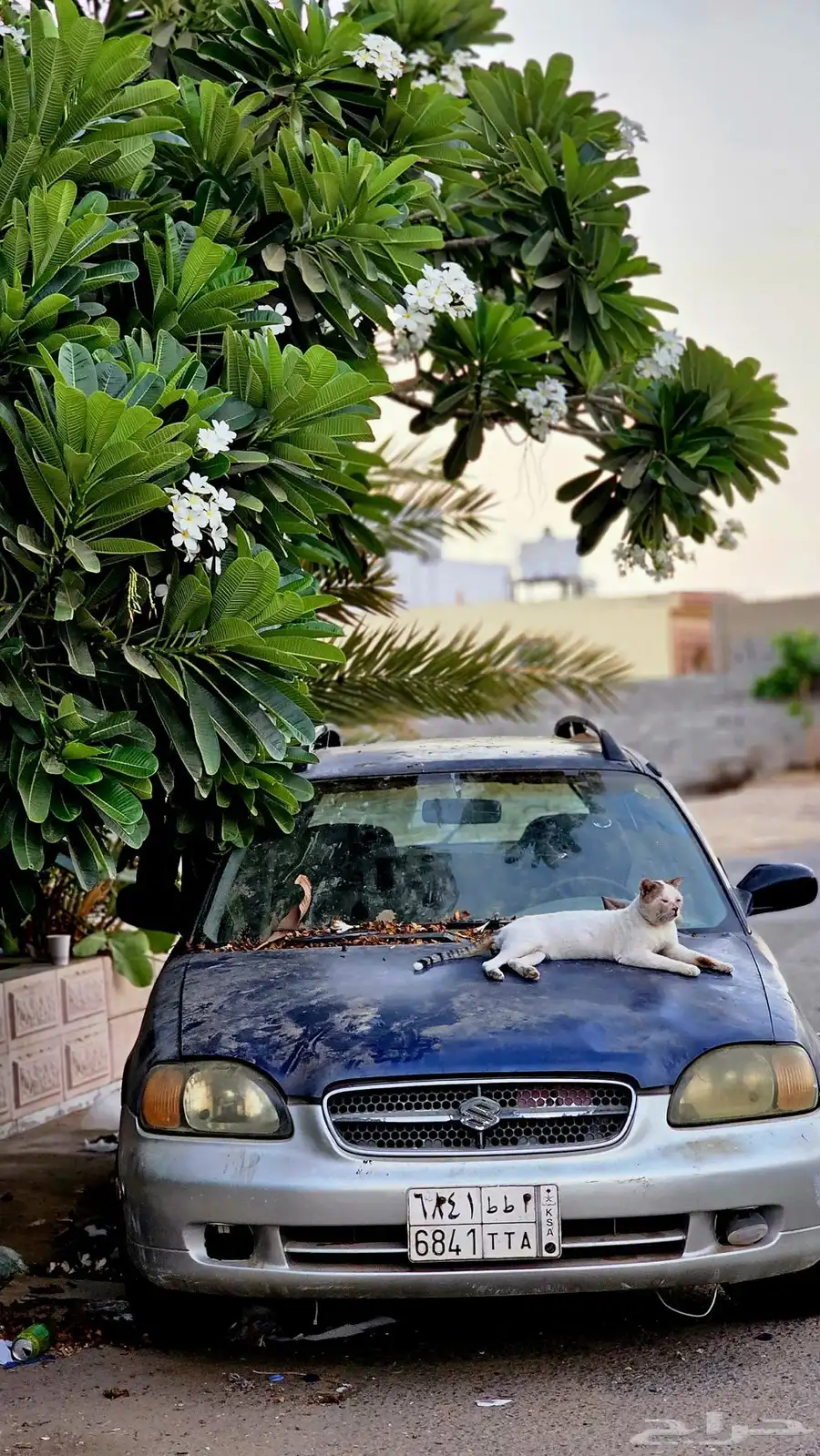 سوزوكي 1999 index