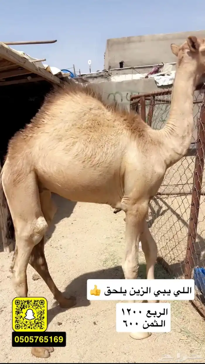 حوار لباني شراكه ارباع واثمان 0