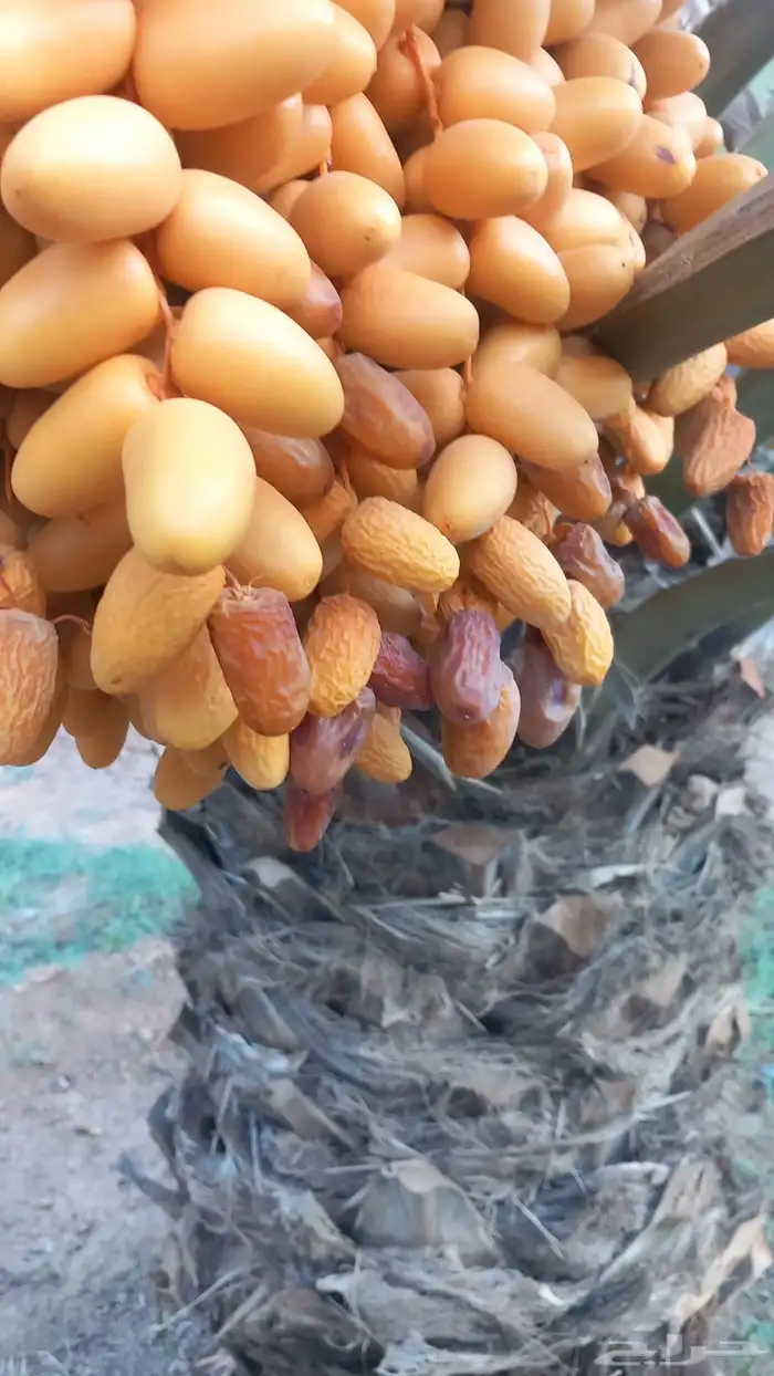 لبييع صيف النخل 0