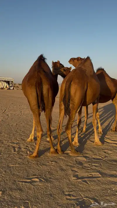 بكار سواحل (3) 0