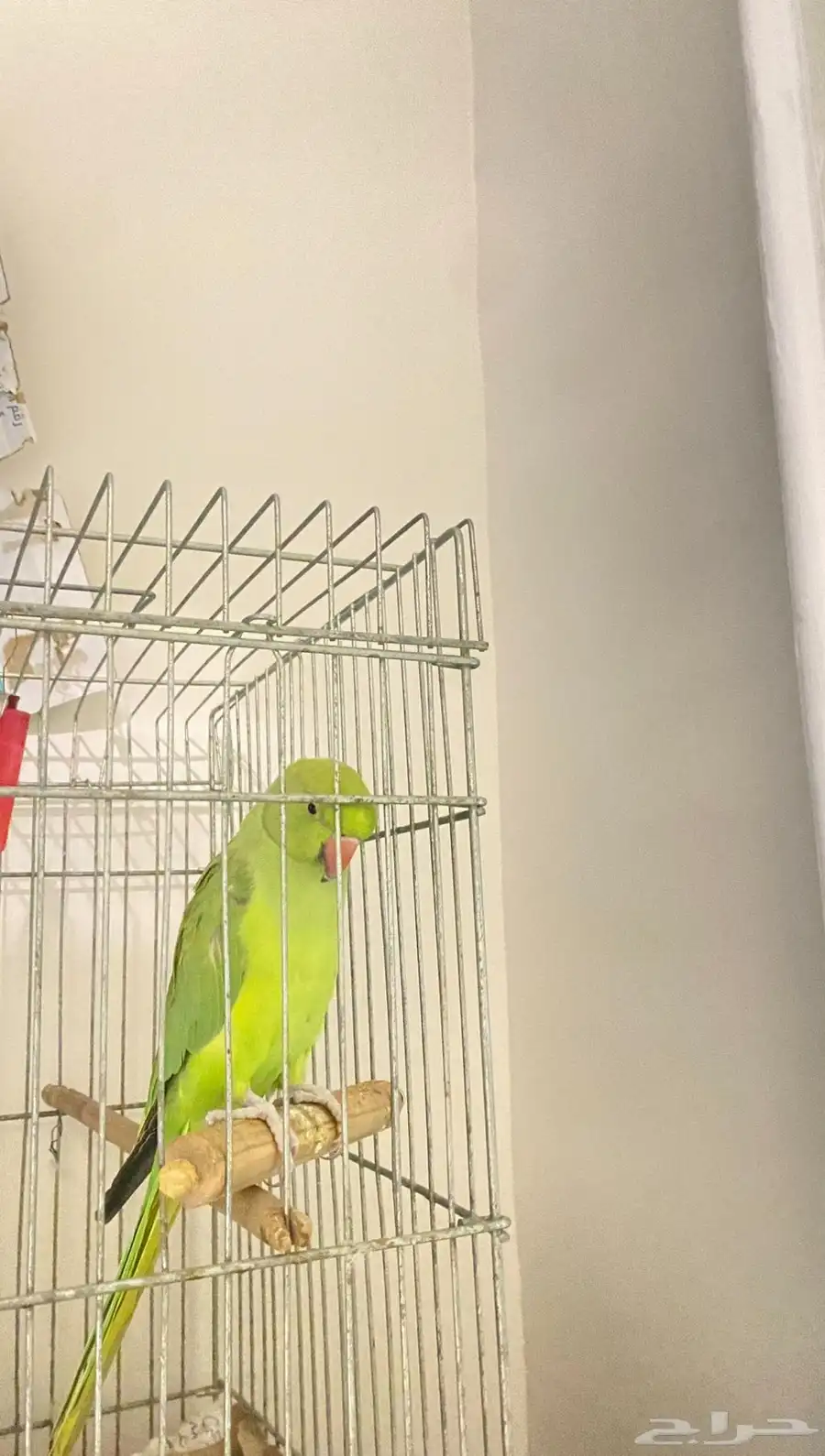 ببغاء 0