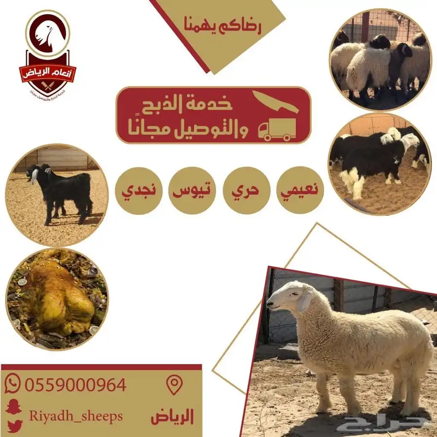 ذبايح بلدي ع الشرط (ذبح تغليف توصيل مجانا ) يتوفر تابي وتمار 1