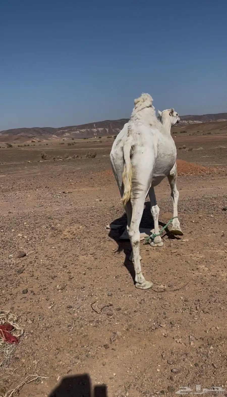 ناقه وضحى مبيوعه بنتها ناقه سن تلقح بربعها اناقه طيبه 2