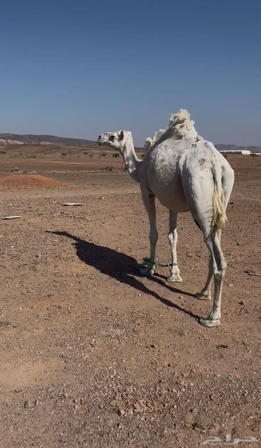 ناقه وضحى مبيوعه بنتها ناقه سن تلقح بربعها اناقه طيبه 1