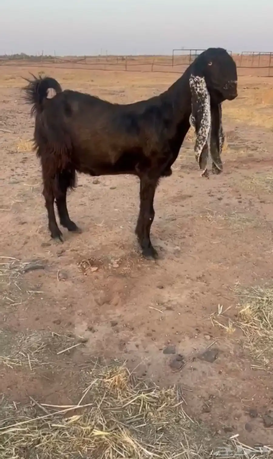 عنز مشروكه هولندي خصصم 0