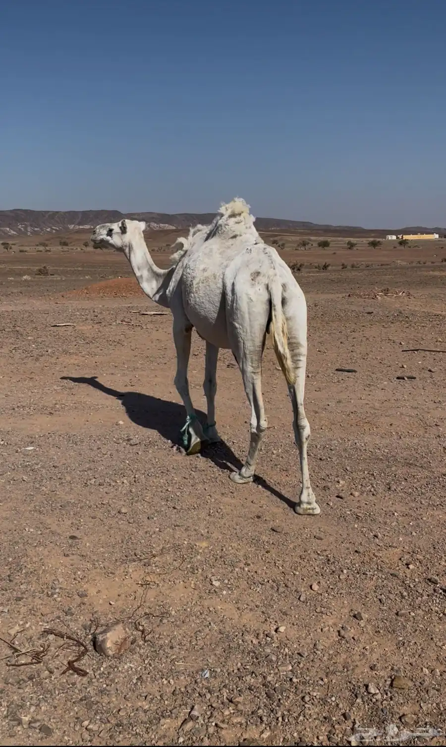 ناقه وضحى مبيوعه بنتها ناقه سن تلقح بربعها اناقه طيبه 0