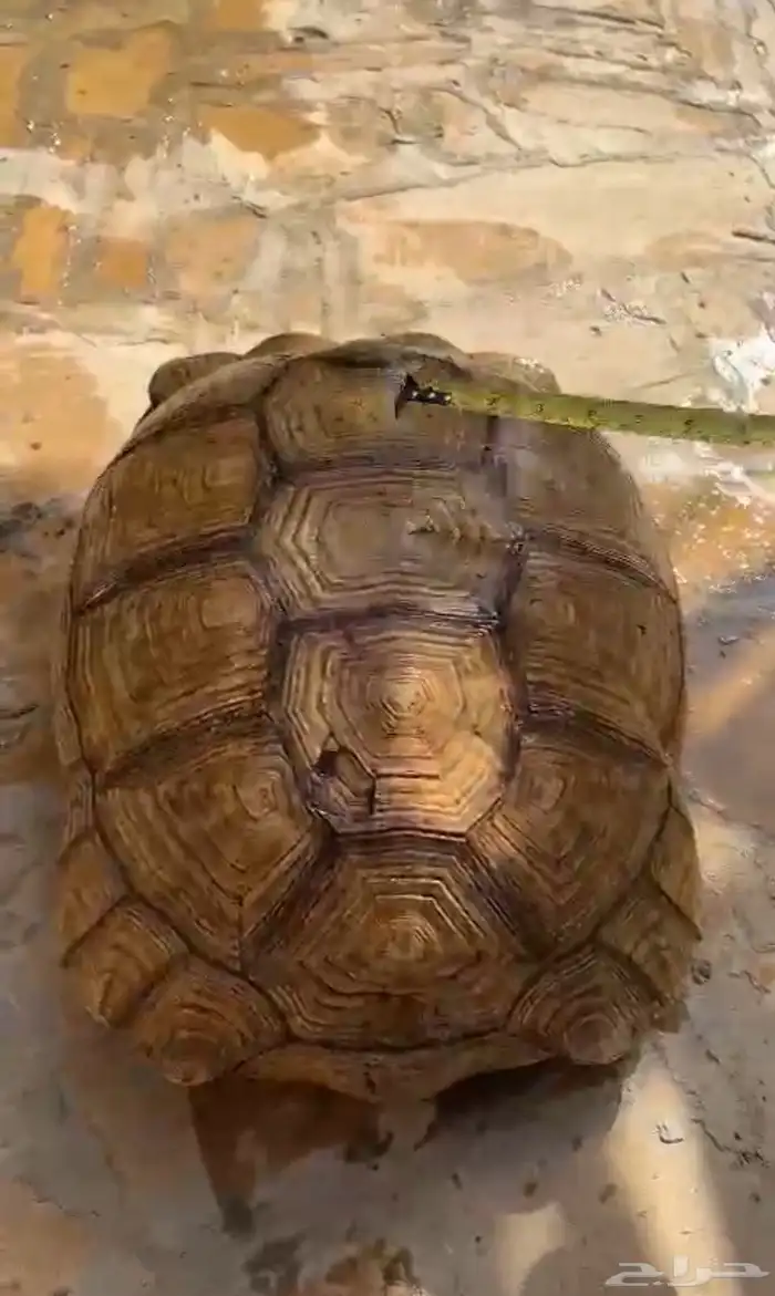 سسللحفااه ضخمه 2
