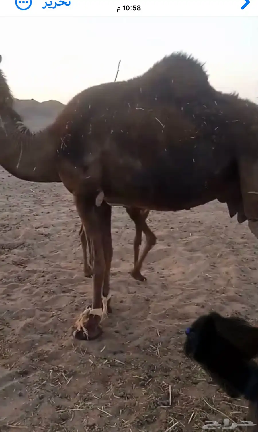 خلفه مجهم مجمعه بالحليب ام ثالث تحتها قعود مشروطه 1