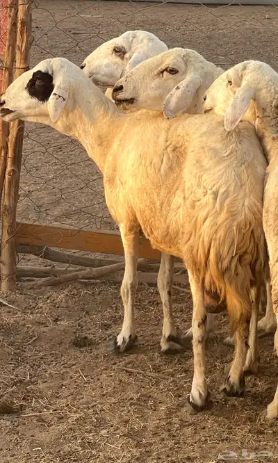 تم البيع 14