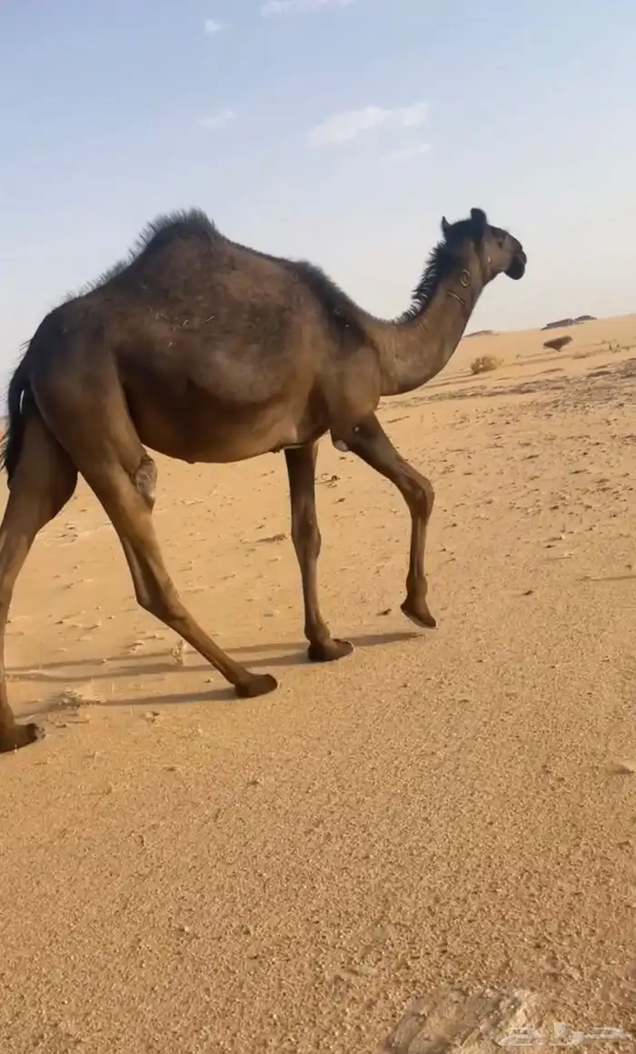حقه قصب فل شحم 0