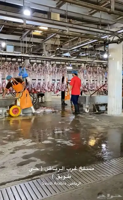 ذبايح حري نعيمي نجدي تيوس و جفار يوجد خدمه الذبح والتوصيل 11