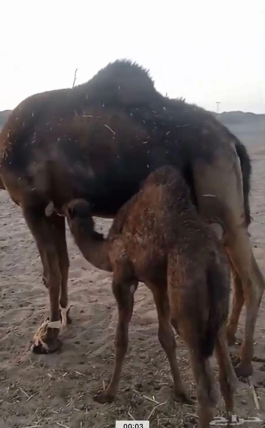 خلفه مجهم مجمعه بالحليب ام ثالث تحتها قعود مشروطه 2