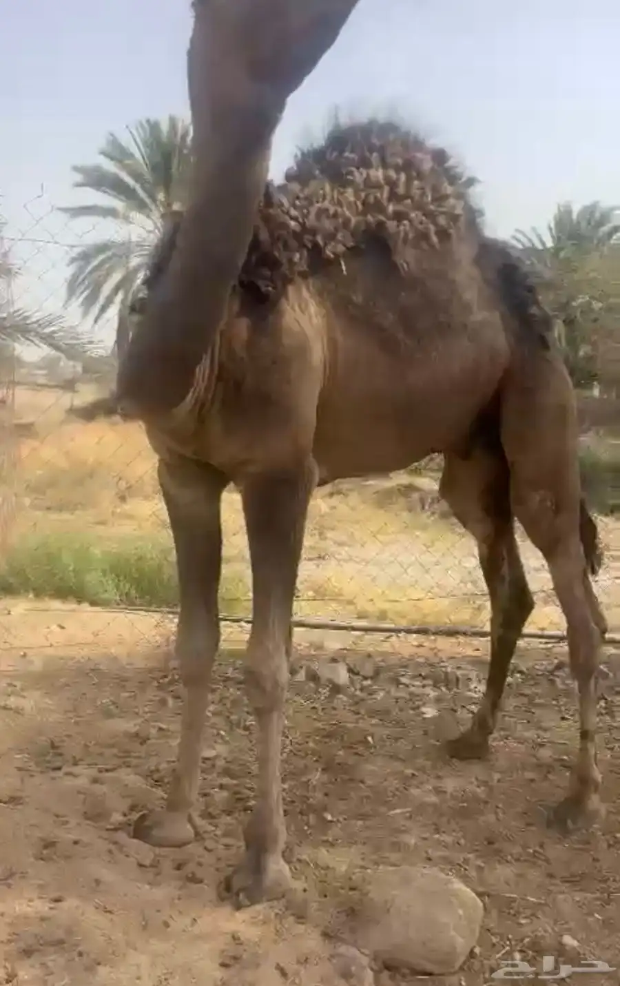 قعود كفو مناسبة 1