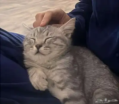 قط للتبني 0