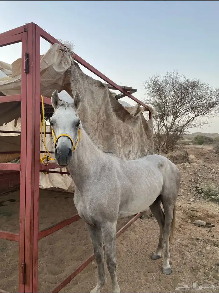 حصان شعبي السم صدم الطول 7بلكت 1