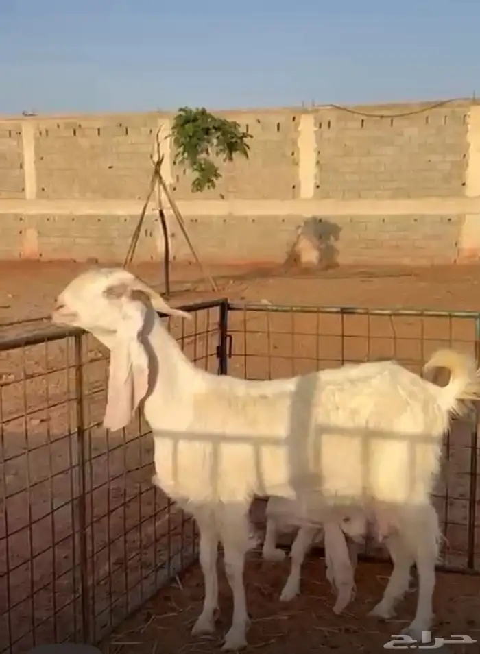 للبيع عنز والد بيضاء مشروكة 1