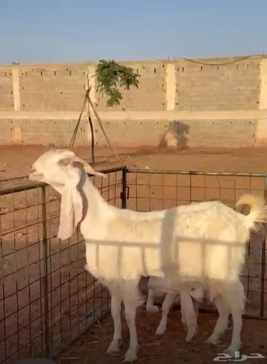للبيع عنز والد بيضاء مشروكة 1