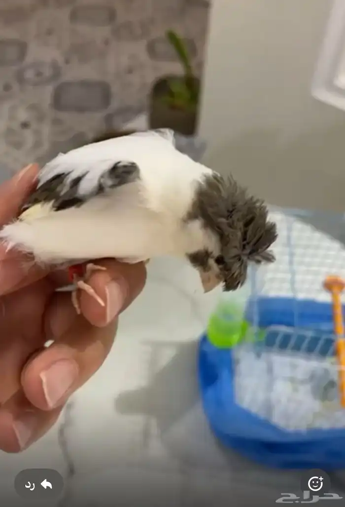 كناري ذكر سوري 0