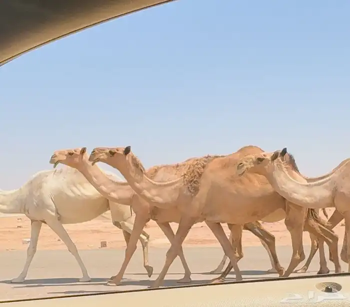 ذود كفو ( تم البيع ) 0