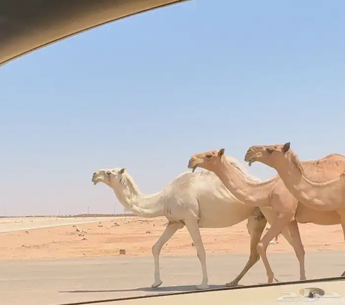 ذود كفو ( تم البيع ) 1