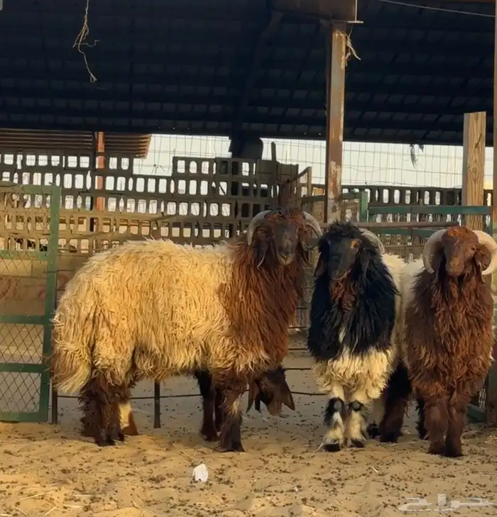 ذبائح نعيم للبيع 0