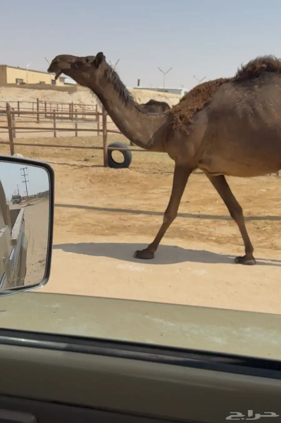 ثلاث ابل القحات مجاهيم اباكير 1
