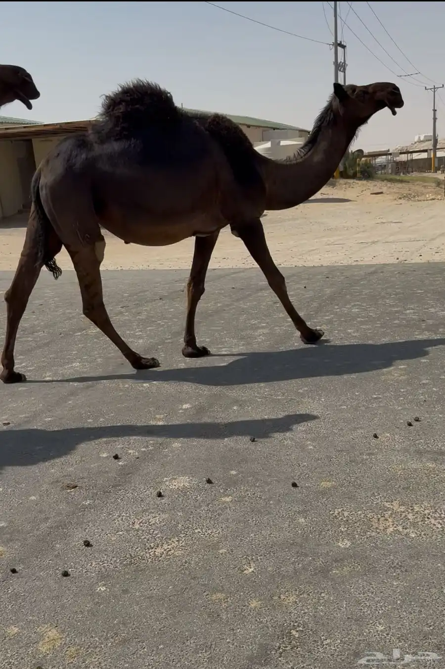 ثلاث ابل القحات مجاهيم اباكير 0