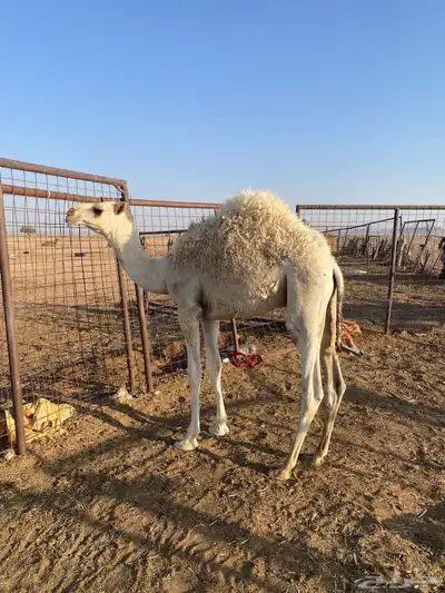 قعود 0