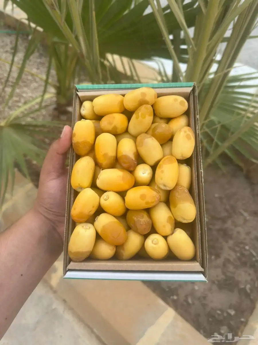 رطب خلاص الخرج وسكري القصيم 3
