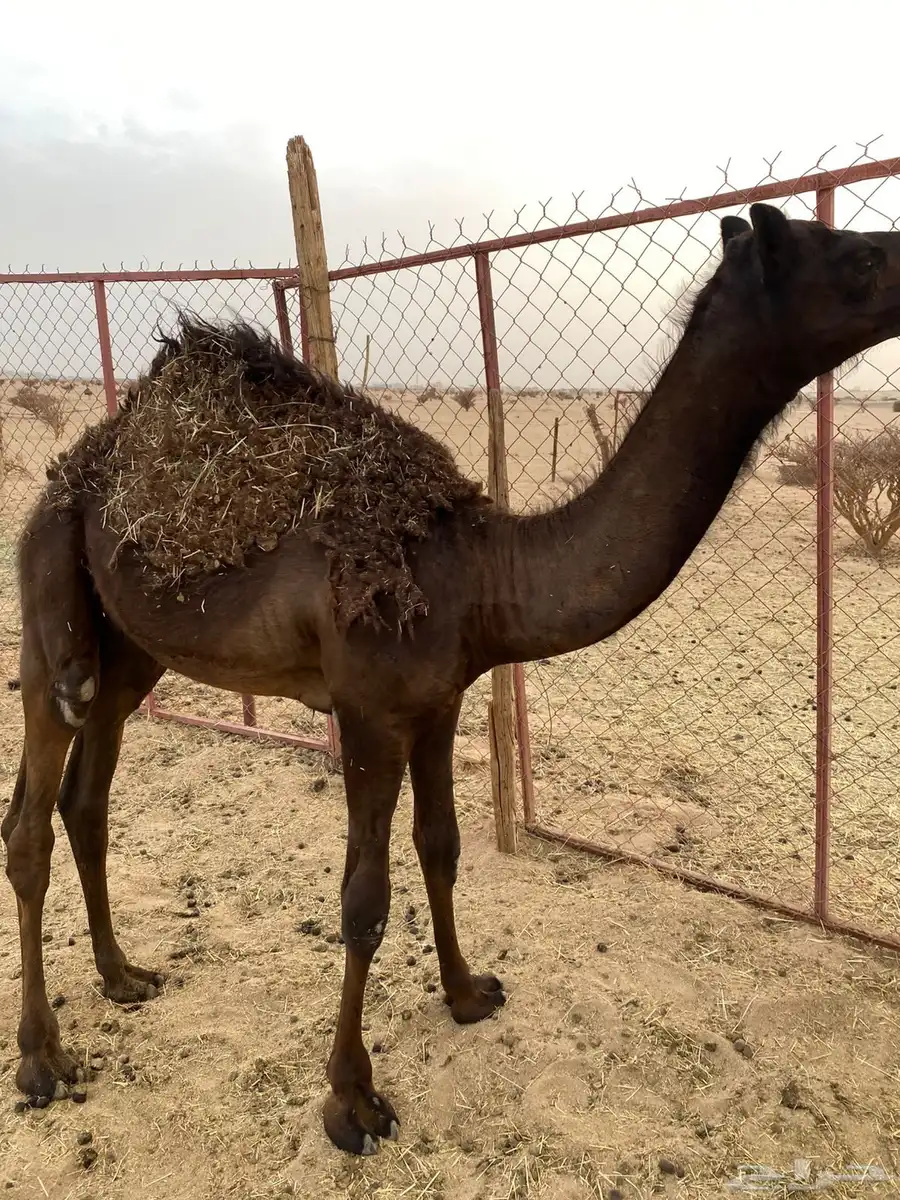 قعود طيب جدا  للبيع 0