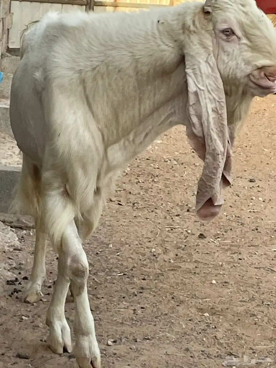 تيس هولندي ابيض ابرص 4